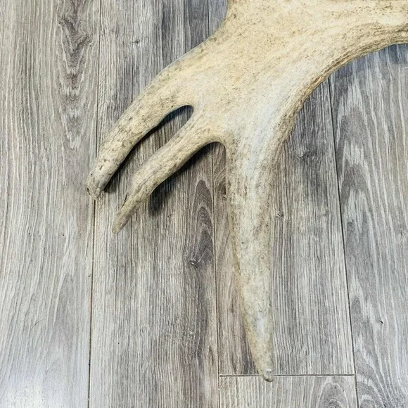 Naturally Shed Wild Moose Antler (Horn, Knife, Carving, Chew, Taxidermy) Full - Picture 5 of 16